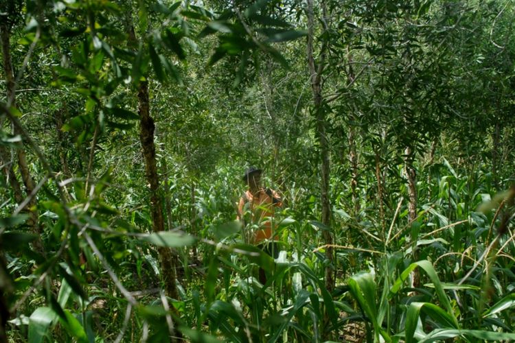 Mbah Rustam (64), saat merawat tanaman kayu putih di kawasan hutan kayu putih di wilayah Kecamatan Toroh, Kabupaten Grobogan, Jawa Tengah, Selasa (29/1/2018).