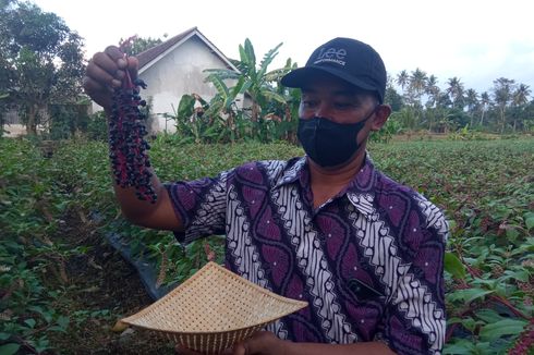 Cerita Hadi Sukses Tanam Ginseng Merah, Beli 2.500 Benih dari Korea Selatan, Hanya 9 yang Bertunas