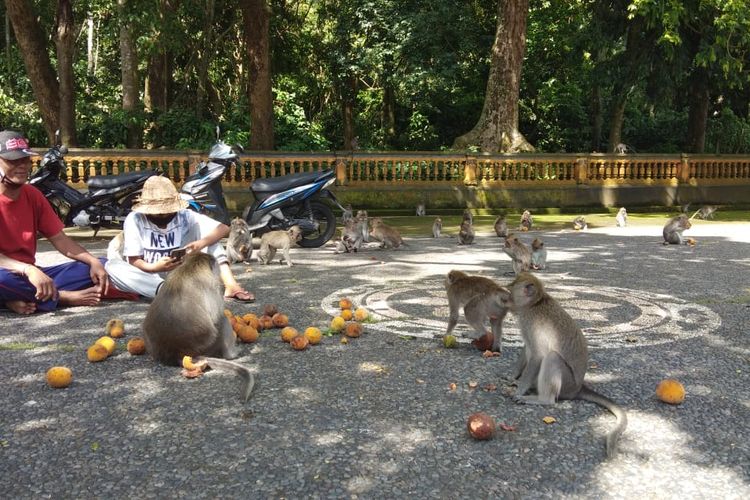 Warga memberi pakan monyet di Alas Kedaton. 