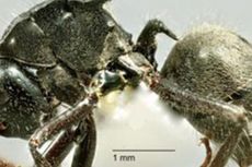 Semut dengan Tubuh Berduri Ditemukan di Australia