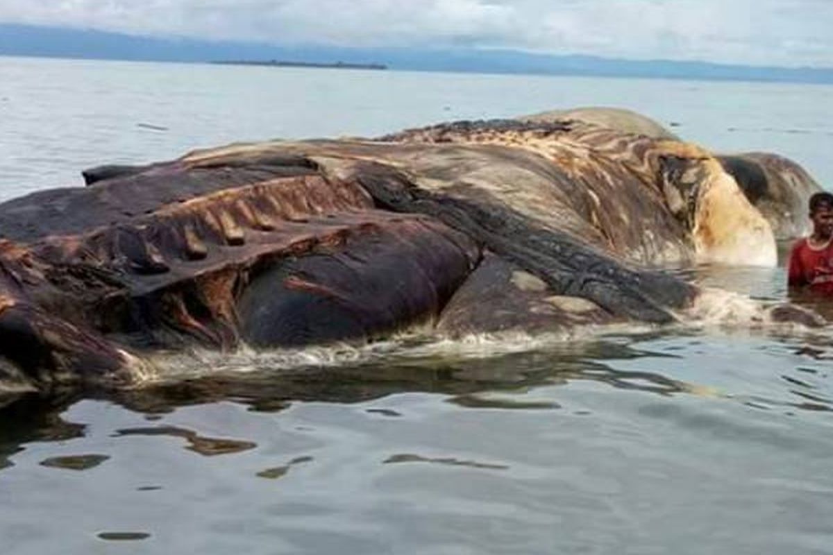 Bangkai seekor paus ditemukan warga mengambang dan terdampar di tepi laut Dusun Hulung, Desa Iha, Kecamatan Huamual, Kabupaten Seram Bagian Barat (SBB) Maluku, Rabu (10/5/2017) sore.