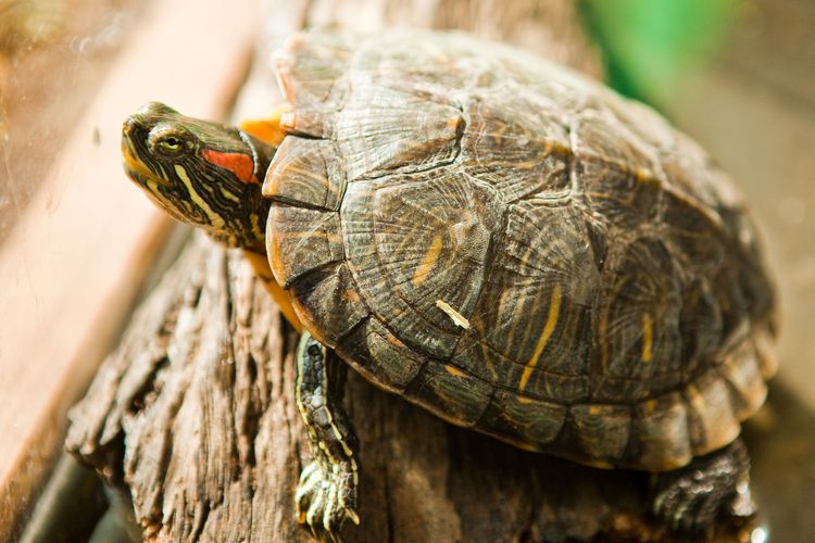 Kura-kura brazil adalah contoh hewan reptil yang bisa dijumpai di lingkungan sekitar kita.