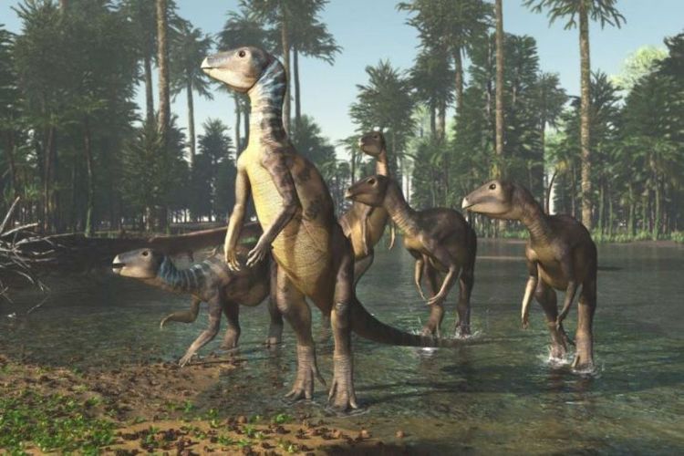 Ilustrasi penampakan Weewarrasauras pobeni, spesies dinosaurus baru dari zaman prasejarah yang ukurannya sebesar anjing kelpie.
