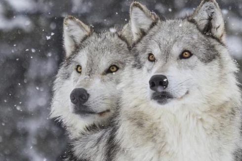Anjing dan Serigala, Mana yang Lebih Pandai Bekerja Sama?