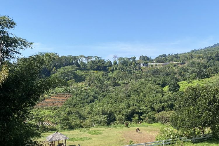 Perkebunan seluas 15 hektar lebih yang dimiliki Boja Farm di Desa Tajur Halang, Kabupaten Bogor, Jawa Barat. 