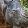 Badak Sumatera dan Badak Jawa, 2 Jenis Badak Indonesia yang Terancam Punah