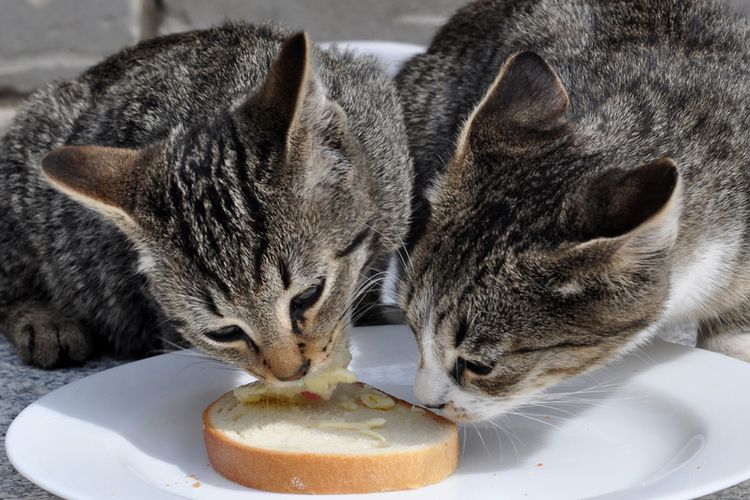 Ilustrasi kucing makan roti