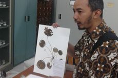 Bukti Indonesia Kaya, Kebun Raya Bogor Pamerkan 43 Jenis Tumbuhan Baru