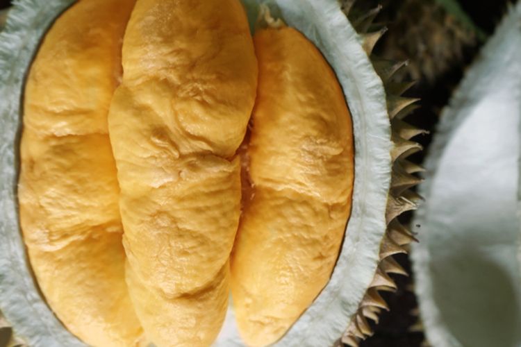 Ilustrasi buah durian bawor. 