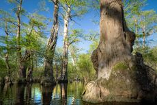 Pohon Tua Berusia 2.624 Tahun Ditemukan di Rawa Carolina Utara