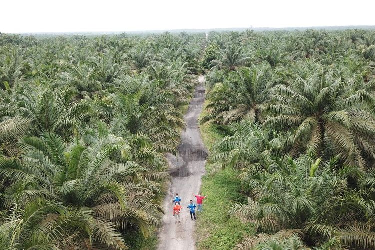 Ilustrasi pekerja di kebun sawit Rokan.