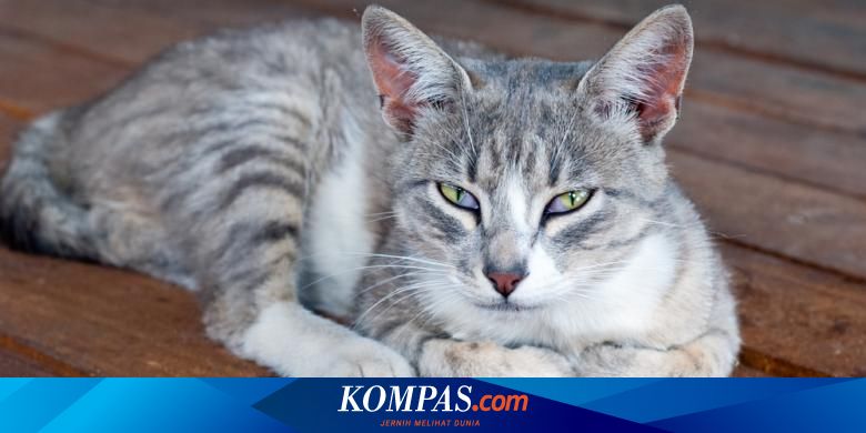 Dituduh Gay Seekor Kucing Dibuang Majikannya