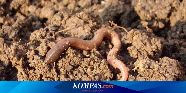 Mengapa Cacing Mempunyai Permukaan Kulit Yang Selalu Basah Mengapa Cacing Mempunyai Permukaan Kulit Yang Selalu Basah