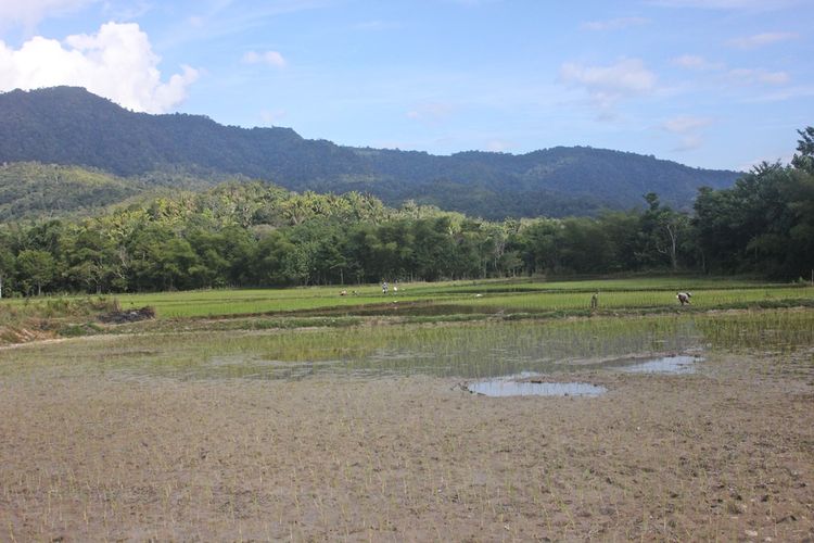 Penerapan sistem bertanam padi secara organik di wilayah perbatasan Kecamatan Krayan, Kabupaten Nunukan, belum mendapat patung hukum oleh pemerintah daerah.