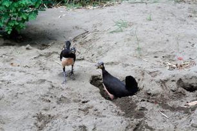Sepasang Maleo (Macrocephalon maleo) sedang menggali lubang untuk meletakkan telurnya di nesting ground Muara Pusian, Dumoga, Kabupaten Bolaang Mongondow.