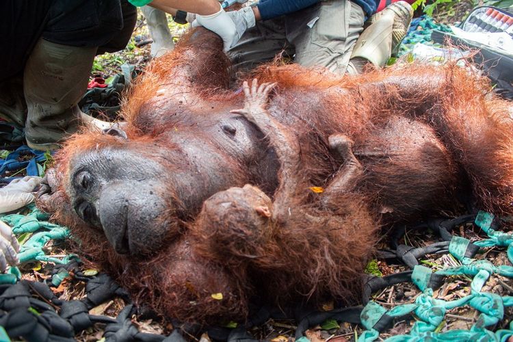 Ibu dan anak orangutan korban kebakaran hutan dan lahan di Ketapang dilepasliarkan.