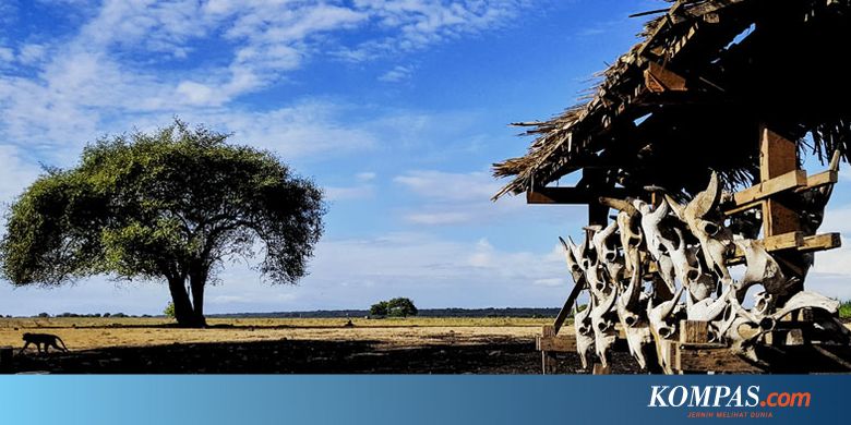 Wisata Safari Ala The Lion King Di Indonesia Coba 3 Tempat