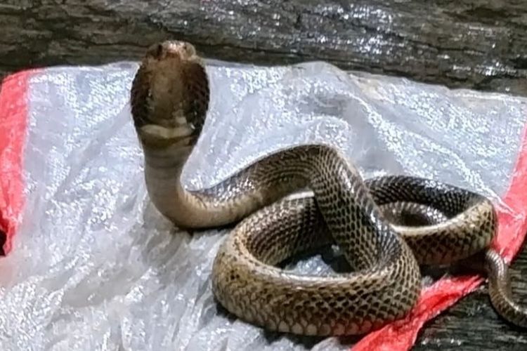 Ular kobra yang diselamatkan Banyuwangi Reptile Community dari pemukiman warga. 