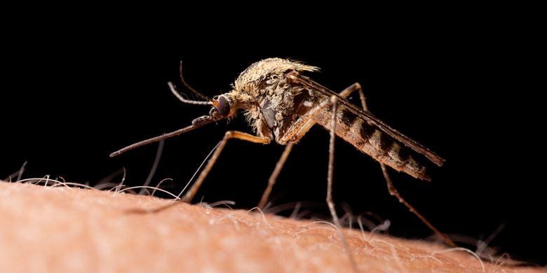 3 Nyamuk  Penyebar Mosquito borne Disease Aedes Aegypti 