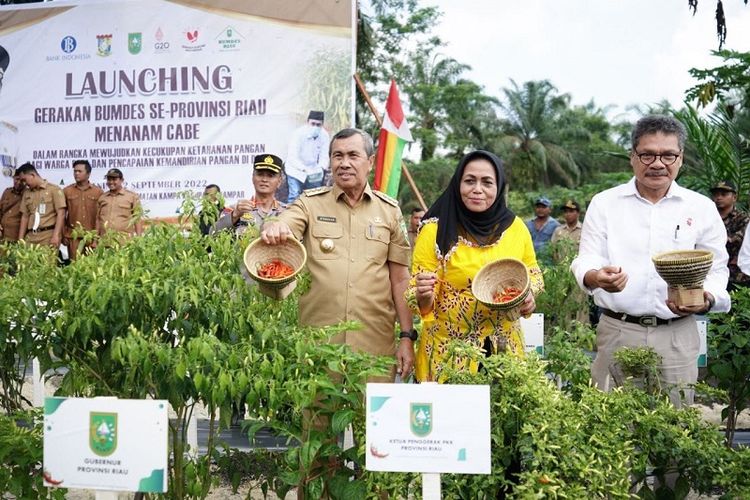 Gubernur Pemerintah Provinsi (Pemprov) Riau Syamsuar mengikuti gerakan penanaman cabai dalam acara Gerakan Nasional Pengendalian Inflasi Pangan (GNPIP), di Desa Pulau Birandang, Kampar, Senin (12/9/2022). 