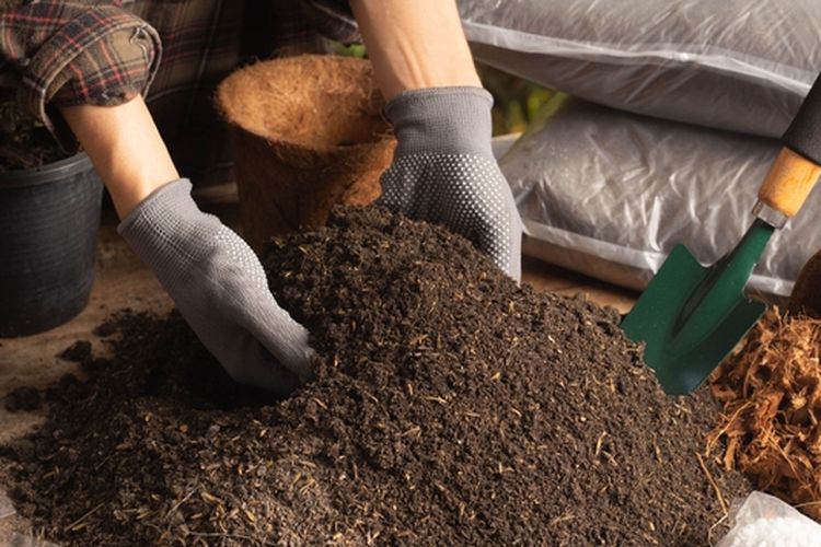 Ilustrasi membuat media tanam untuk tanaman dari berbagai bahan, salah satunya arang sekam. 