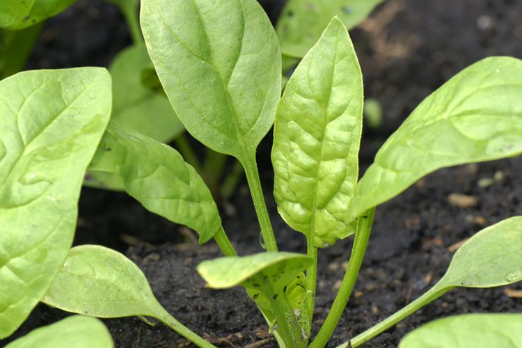Ilustrasi menanam bayam, tanaman bayam.
