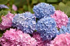 8 Tanaman Pendamping untuk Membantu Bunga Hydrangea Tumbuh Subur