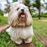 10 Ras Anjing dengan Umur Panjang