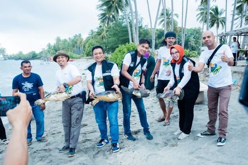Jaga Komitmen ESG, BRI Insurance Lepas Ratusan Tukik di Pulau Anak Karas