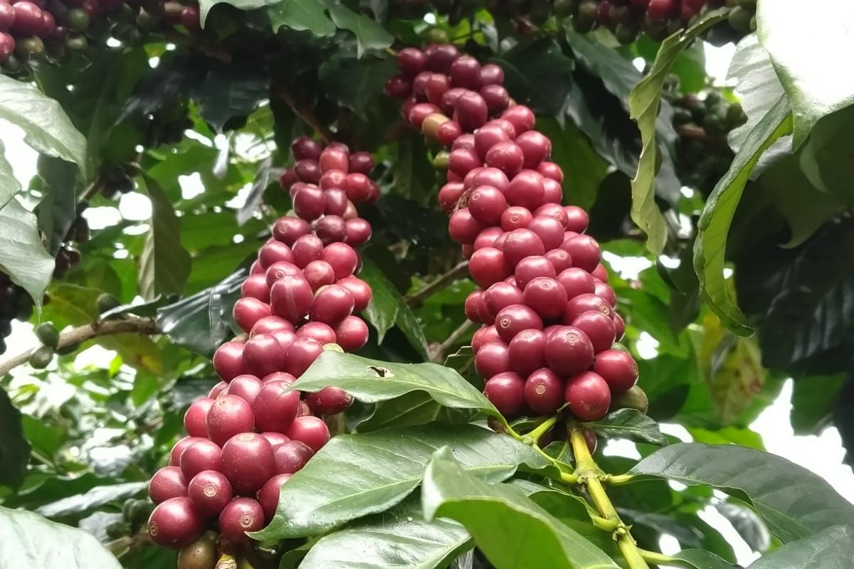 Tanaman kopi Merapi Merbabu Coffee