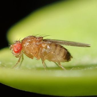 Lalat buah (Drosophila melanogaster). Lalat jantan dari spesies ini diketahui mengeluarkan zat kimia yang membuat lalat betina tetap tidur setelah kawin.
