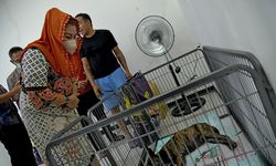 Selamatkan Ratusan Anjing Penjagalan, Pemkot Semarang Diapresiasi Komunitas Pecinta Hewan