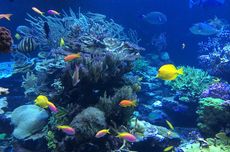 Ukuran Ikan di Laut Menciut karena Pemanasan Global, Apa Dampaknya?