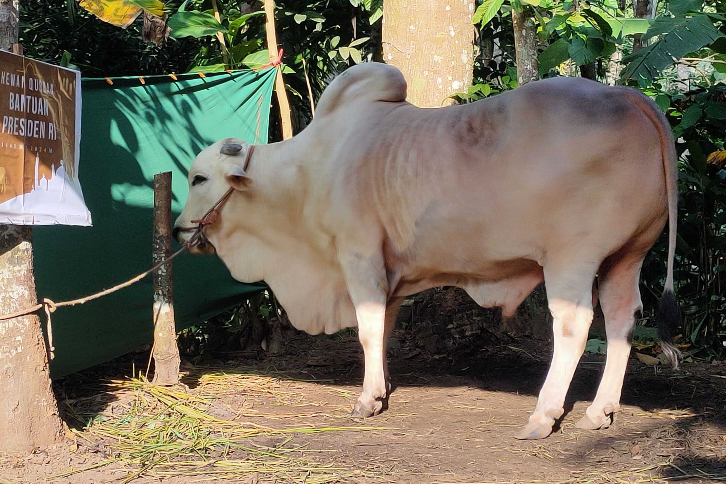 Sapi dari Presiden Jokowi Dibagikan untuk 515 Keluarga di 5 Dusun Kulon Progo