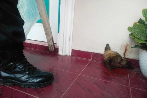 Polisi Buru Pelempar Potongan Kepala Anjing ke Rumah Pejabat Kejati Riau