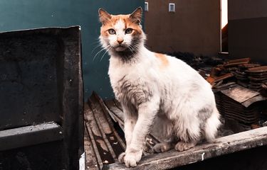Ilustrasi kucing liar, cara mengusir kucing liar di atap (Pexels/Leo Arslan).