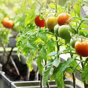 Ilustrasi menanam tomat di pot di balkon. 