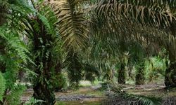 Meski Menjanjikan bagi Petani, Ekspor Sawit ke Eropa Masih Dibayangi Isu Deforestasi