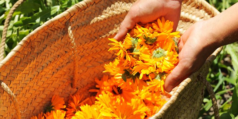 Bunga calendula.