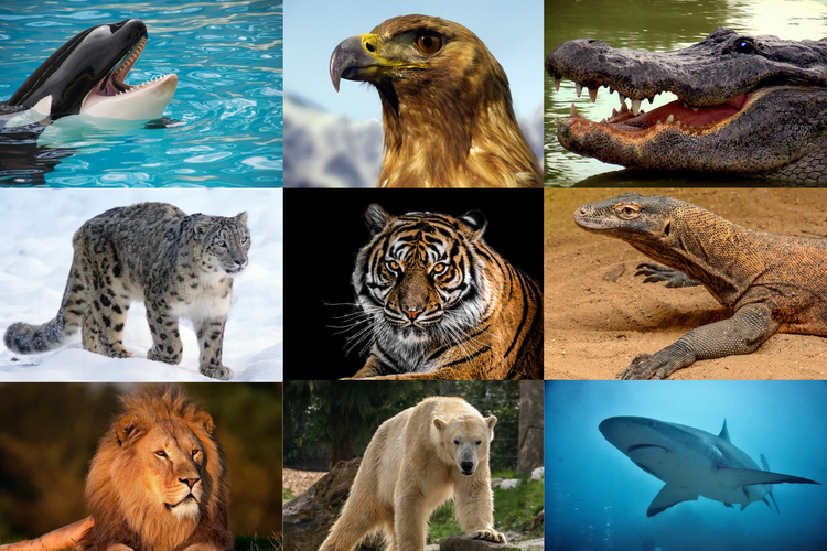 Paus orca, elang emas, buaya air asin, macan tutul salju, harimau, komodo, singa, beruang kutub, dan hiu adalah apex predator.