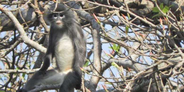 Lutung Popa, spesies baru monyet asal Myanmar hadapi kepunahan.
