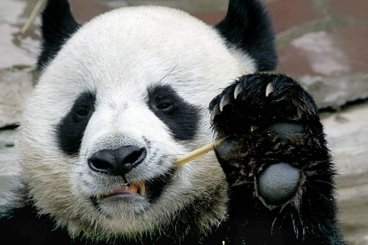 Ilustrasi panda raksasa. 