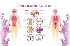 Mengenal Macam-macam Kelenjar Endokrin dan Fungsinya