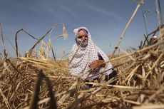 Israel Diduga Semprotkan Bahan Kimia ke Lahan Pertanian di Jalur Gaza