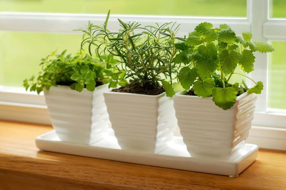 Kapan Waktu Terbaik Menanam Biji Herbal di Dalam Ruangan?