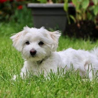 Ilustrasi anjing Maltese, Ilustrasi anjing putih.