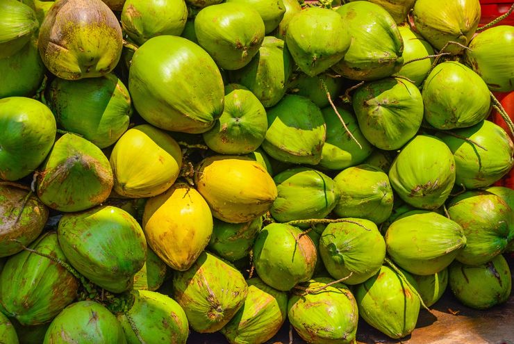 Dari Kebun ke Pasar Dunia: Kelapa Indonesia di Tengah Gelombang Harga