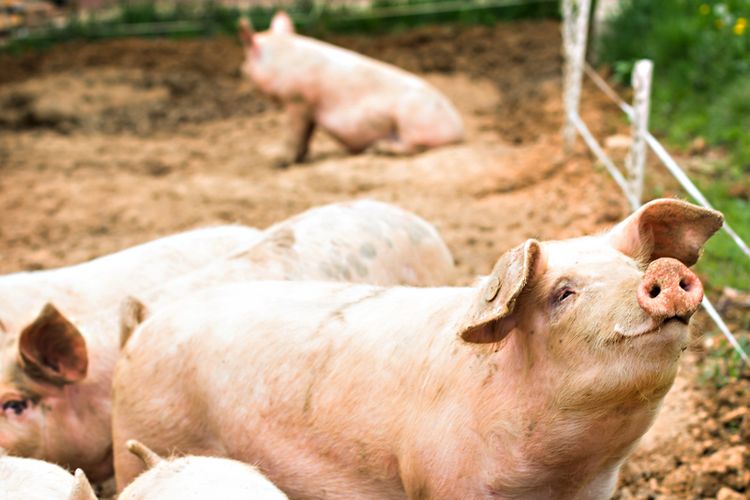 Pigs in their farm