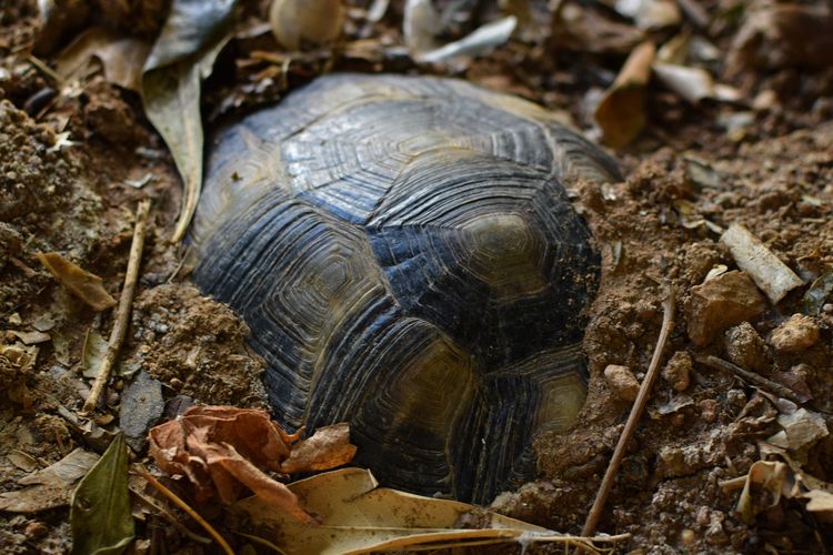 Kura-kura berhibernasi selama musim dingin. Dalam keadaan ini, mereka bisa menahan napas.