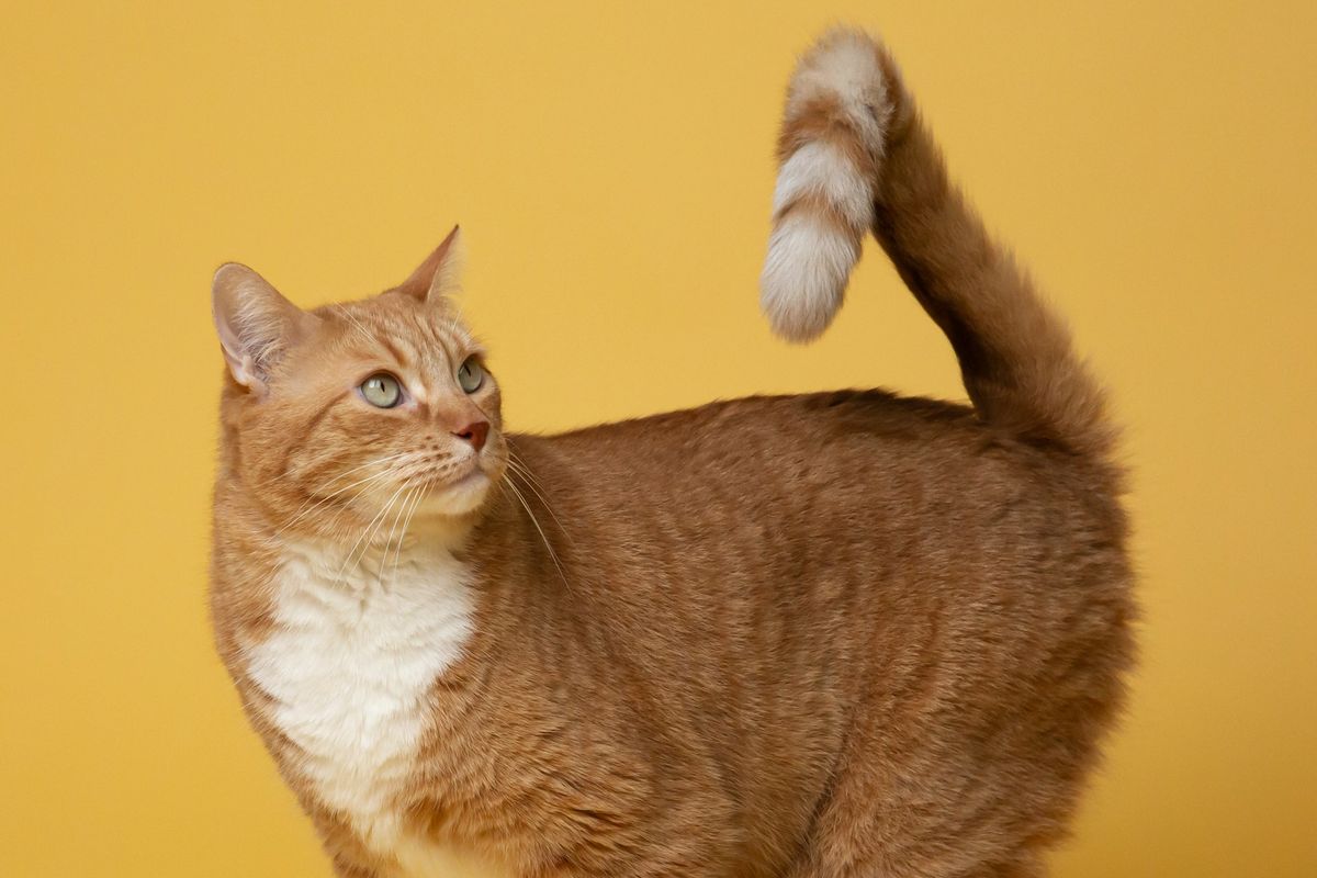 Ilustrasi ekor kucing. 